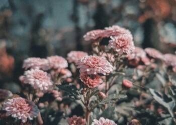 24.01.2026 Poradnik działkowca - biopreparaty 2 pexels kristyle 346081526 14628953