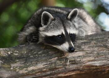 24.01.2026 Ekoradio Lublin - gatunki inwazyjne 2 raccoon 3820327 1280