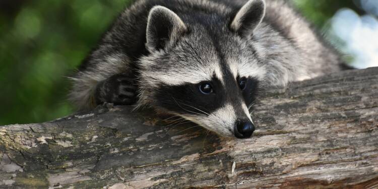 raccoon 3820327 1280