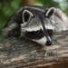 raccoon 3820327 1280