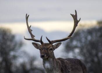 EAttachments52297216e81a7c52fd02906e0860a1540b91008 1024x683 1