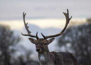 EAttachments52297216e81a7c52fd02906e0860a1540b91008