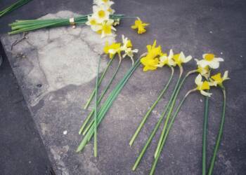 Żonkile przypomną o powstaniu w getcie. Muzeum zaprasza szkoły i biblioteki 2 EAttachments70538845524b2c6e39dd3263e6e7068a183478e