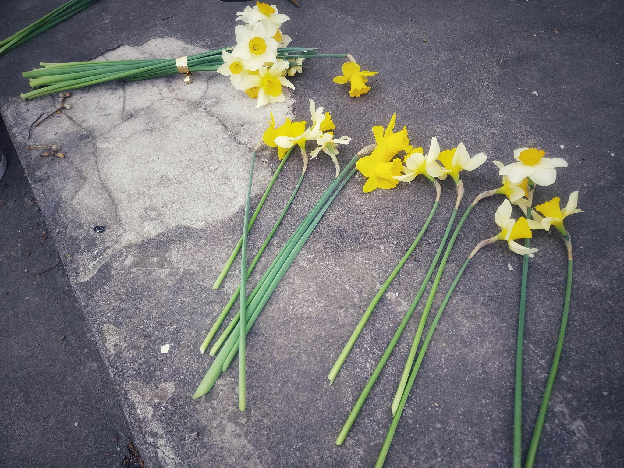 Żonkile przypomną o powstaniu w getcie. Muzeum zaprasza szkoły i biblioteki