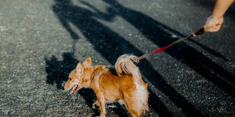 EAttachments8653479e231b51b2797390169d2df38865fb3db xl