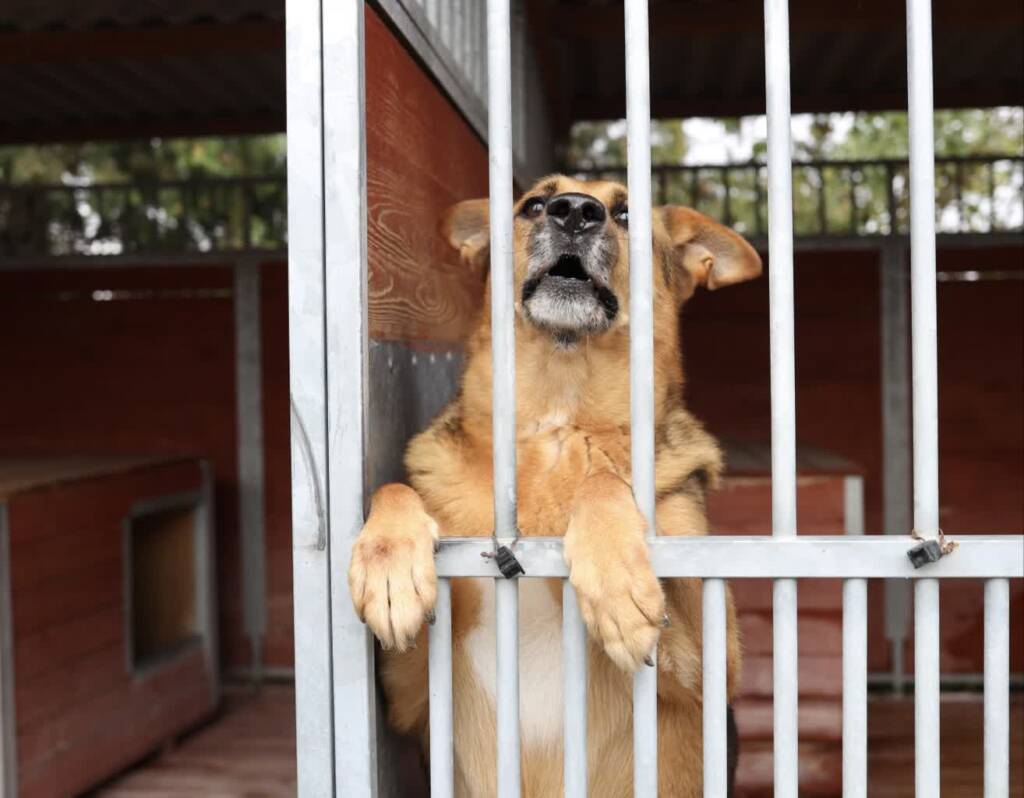 Są nieocenieni. Około 200 wolontariuszy w schronisku 1 EAttachments899509122d6ed97c2353357020f6ea57f6b0617 xl