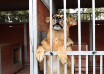 EAttachments899509122d6ed97c2353357020f6ea57f6b0617 xl