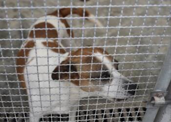 EAttachments8995091dc14a445eb1544d0746b3cba8e539006 xl 1024x793 1