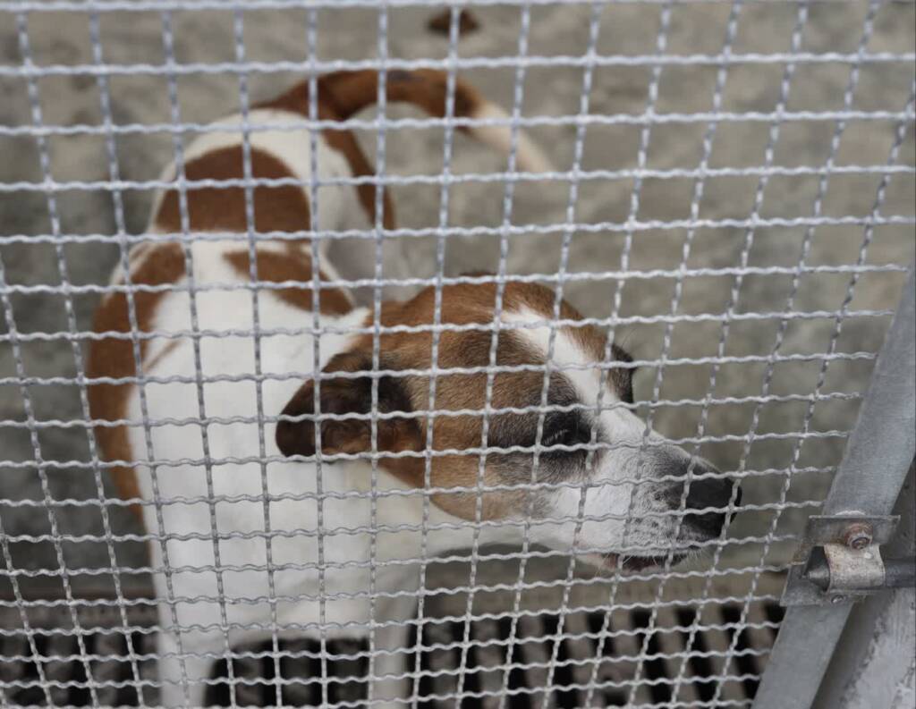 EAttachments8995091dc14a445eb1544d0746b3cba8e539006 xl