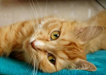 EAttachments9305452038b22bebf516b73a3e2539109b8ea09 xl