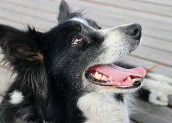 03.02.2026 Chwila dla pupila - o endoprotezie stawu biodrowego u psów 3 EAttachments9311954527e435d46f4cdd80d0751803e5af523 xl