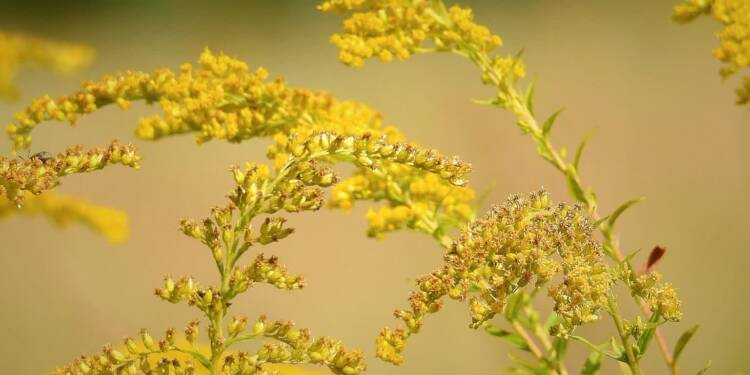 03.02.2026 Żyj zdrowo - nawłoć pospolita 1 EAttachments931197471646864e68c391c5bc696dfb3da7cd7 xl