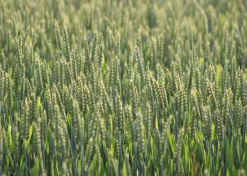 EAttachments931257981450921cd856928fb3f9c0664df7bf8 xl