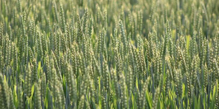 EAttachments931257981450921cd856928fb3f9c0664df7bf8 xl