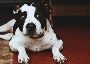 EAttachments9313888ad94ab70b7f28872c99094b8dde31d80 xl