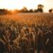 09.02.2026 Agrobiznes - o naturalnych biopreparatach 10 EAttachments9321940e5d267f6ca5a96a7d390b6cd4913987a xl