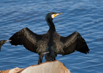 EAttachments93285005b1df0102c985f6ddfcd6850dbfb8b82 xl 1024x683 1