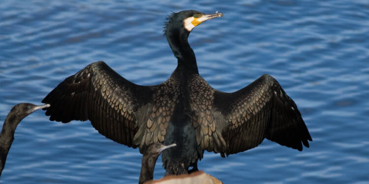 EAttachments93285005b1df0102c985f6ddfcd6850dbfb8b82 xl