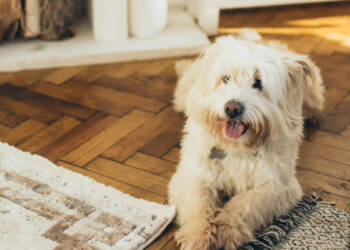 EAttachments933092485c56aea013fc8aaa0bb5889e6c7f2c9 xl 1024x796 1