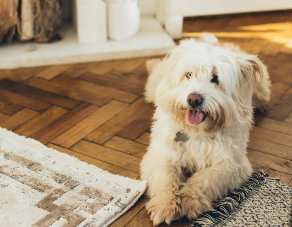 „Zmarznięte łapy” znalazły ciepło. 30 psów w tymczasowych domach 1 EAttachments933092485c56aea013fc8aaa0bb5889e6c7f2c9 xl