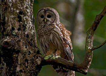 EAttachments9334095264b0cfc700c1dcab89bb9c494bd38d2 xl