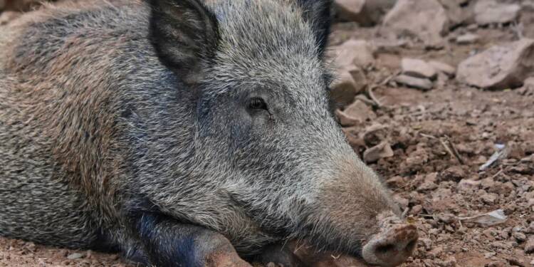 EAttachments9335637714e13b7bfb31c3b9d04f6226ade9a64 xl