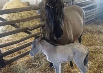 EAttachments9335760a12b1e177cc7f00d0851e2c7d476fe5c xl 1