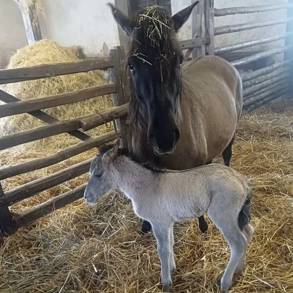 Słodszy od walentynek. Roztocze przywitało pierwszego źrebaka 2 634747362_1228095546094691_327729746759067006_n.jpg