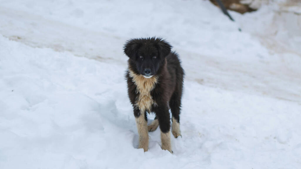 Mieszkańcy pomagają, osadzeni budują. Akcja dla bezdomnych zwierząt w Hrubieszowie 2 EAttachments93396956933e3ddea82f54e9397ea0cfdf20325 xl