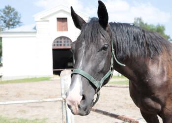 Blisko 100 źrebiąt przyjdzie na świat w janowskiej stadninie koni 3 EAttachments93398920c80748e40e484a6755e23e45b2e7c08 xl