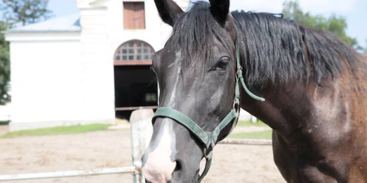 EAttachments93398920c80748e40e484a6755e23e45b2e7c08 xl