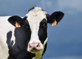 EAttachments9340978828a962730a42e656b511094697be65c xl