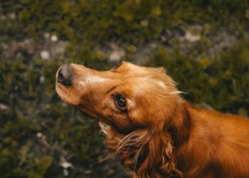 EAttachments93416731b0af24823be3f9574efecd3b598c2f7 xl