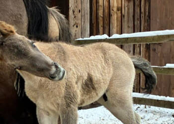 EAttachments9343027605acb811e31ed0fccd47b915d9eaf93 xl