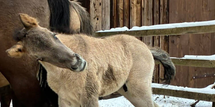 EAttachments9343027605acb811e31ed0fccd47b915d9eaf93 xl