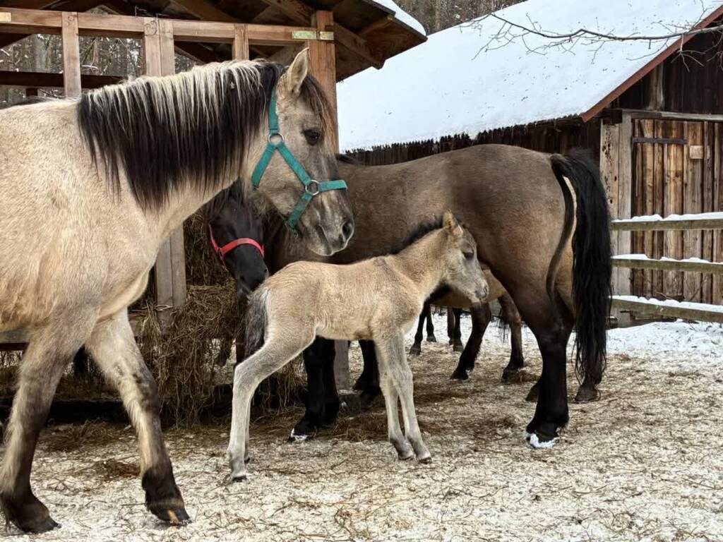 EAttachments9343027e0b7496c7cb7b7265f751f0f82739f57 xl 1