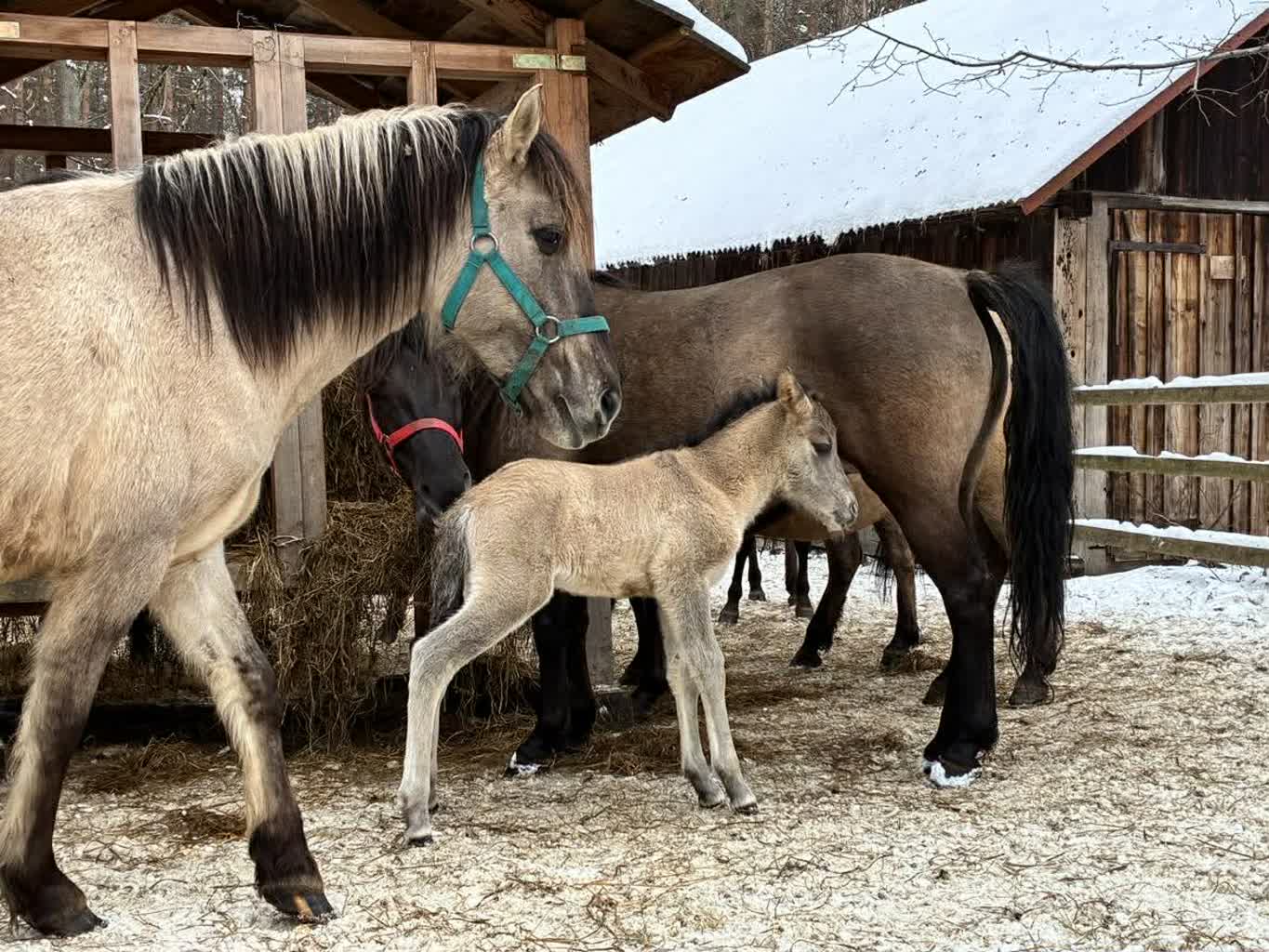 Pierwszy w tym roku. Mały konik polski ma już imię [ZDJĘCIA]