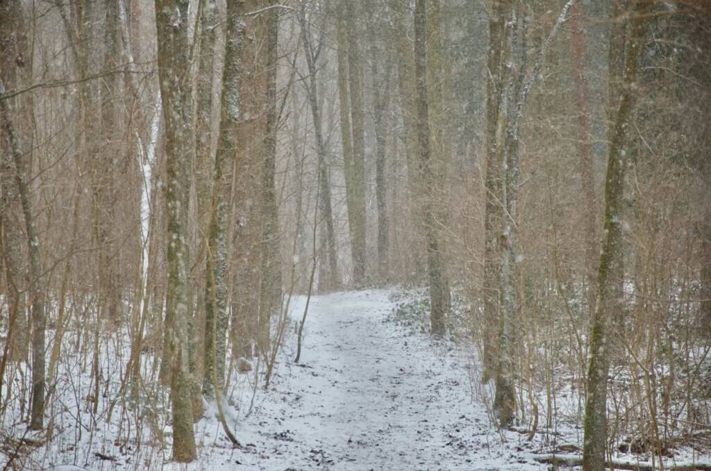 21.02.2026 Leśne wędrowanie 1 EAttachments9346300162022e7ba7c85494b527eb8db0797ce xl