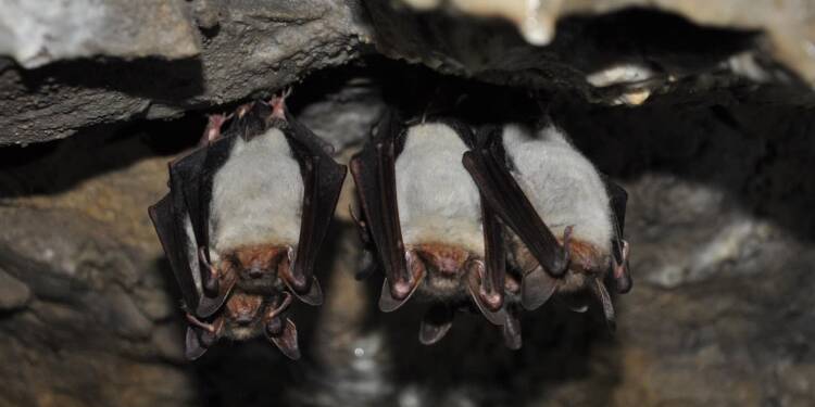 Zakończyło się zimowe liczenie nietoperzy. Liczba ssaków podobna jak przed rokiem 1 EAttachments9346932075d24de2de85d8d87647333bd5d9f17 xl