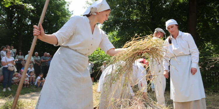 2025.07.20. LUBLIN . MUZEUM WSI LUBELSKIEJ . TRADYCYJNE ZNIWA . POLE ZBOZE POMIEDZY WIATRAK Z ZYGMUNTOWA , A ZAGRODA Z URZEDOWA . INSCENIZACJA PRACE PRZY KOSZENIE ZBOZA , POSILEK KOSIARZY I PODBIERACZEK ORAZ POKAZ MLOCENIE CEPEM .
FOT. PIOTR MICHALSKI / MUZEUM WSI LUBELSKIEJ