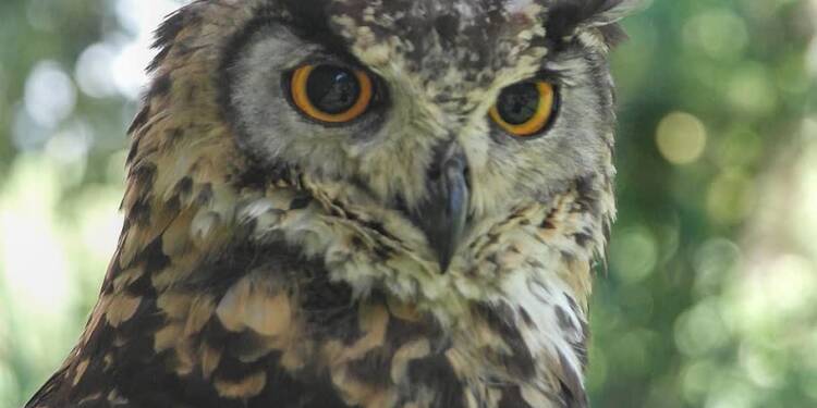 EAttachments93475125281819490ef495ee8ba7472e5062e42 xl