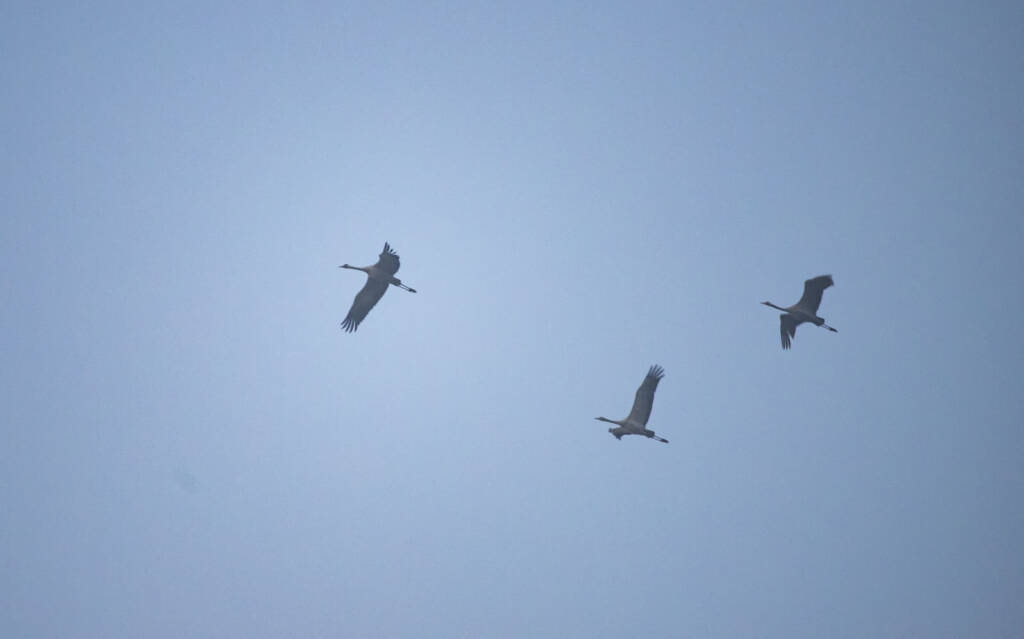 Idzie wiosna. Żurawie wracają na Polesie 1 EAttachments9348029f7b5e25579c27f99c4528ef82d3bda33 xl