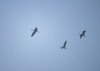 EAttachments9348029f7b5e25579c27f99c4528ef82d3bda33 xl