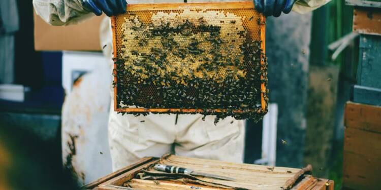 "Duzi sobie poradzą". Zmiany klimatu uderzają w pszczelarstwo 1 EAttachments93492096aad1fce0a365466bd07e5e4a198afea xl