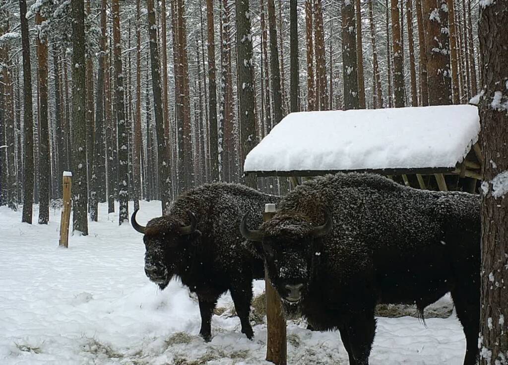 Powiększyło się stado żubrów w Lasach Janowskich 1 EAttachments93536974f1dadd5df6bc8f7808fcc7c4d274af9 xl