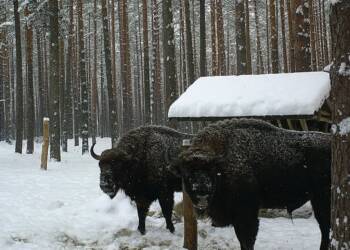 EAttachments93536974f1dadd5df6bc8f7808fcc7c4d274af9 xl