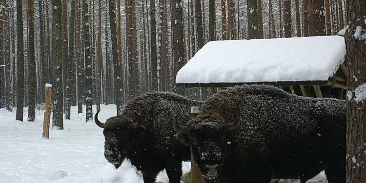 EAttachments93536974f1dadd5df6bc8f7808fcc7c4d274af9 xl