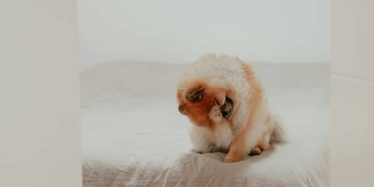 EAttachments9355579658809ea48d13fae6c5dc77e1448e2f5 xl