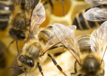 EAttachments935830788936f6148874215f7b64d55f1451bc2 xl