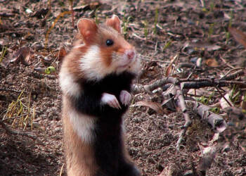 EAttachments9360136ae76b8a2288fcc8dcb47ebda3aa8f090 xl